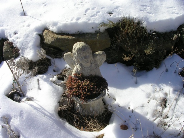 february garden