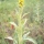 All About Mullein 