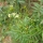 Huacatay (Tagetes minuta) -- Minty Herb from Peru -- also called Peruvian Black Mint