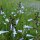 Salvia lyrata - also known as lyreleaf sage, wild sage, cancerweed